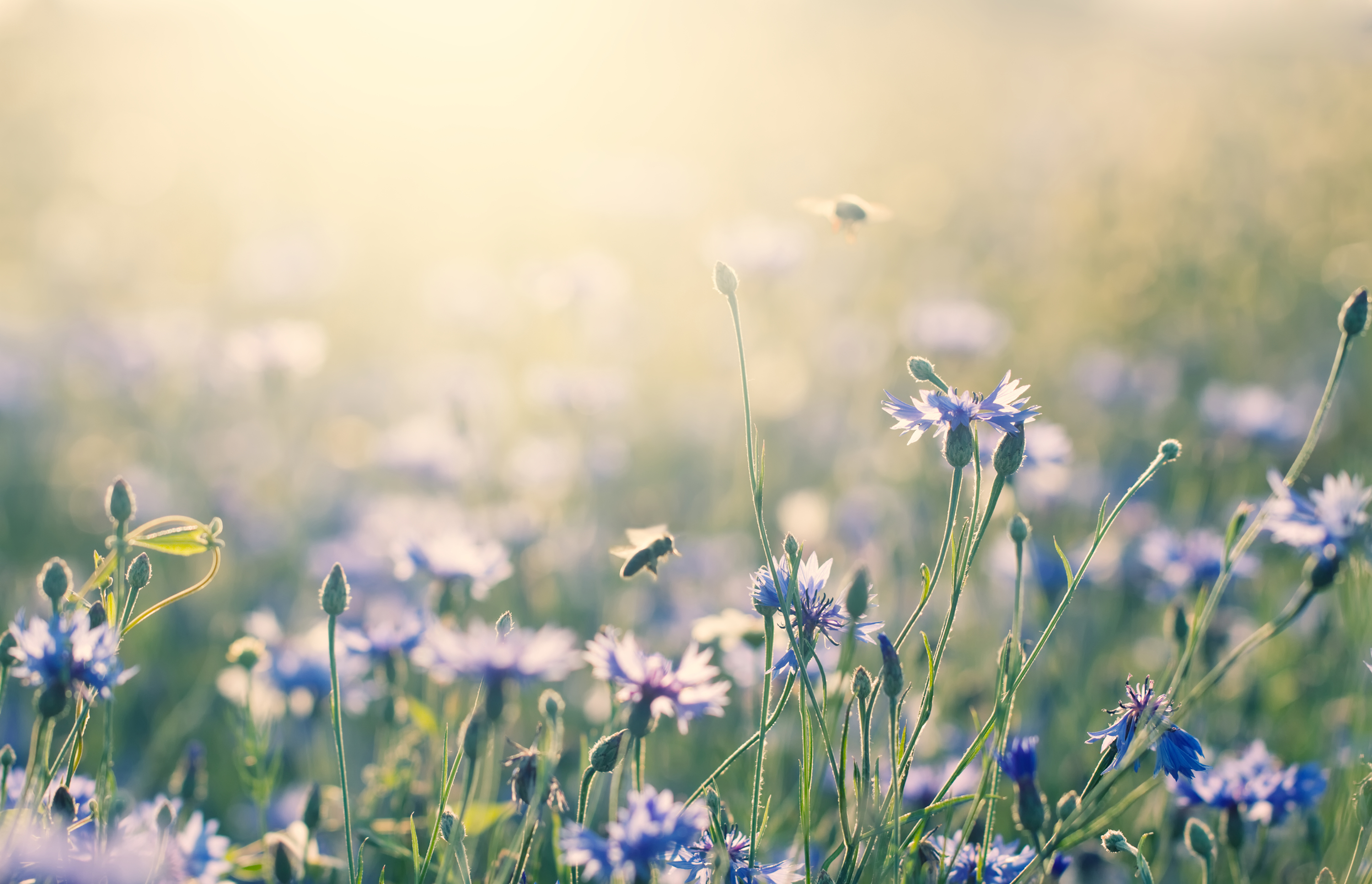 plants-gardening-tools-close-up.jpg