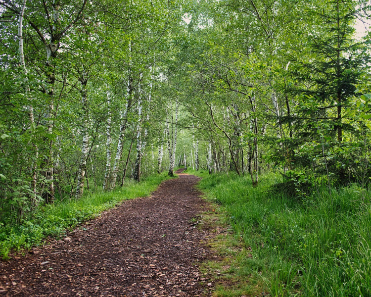 trees-6333662_1280.jpg