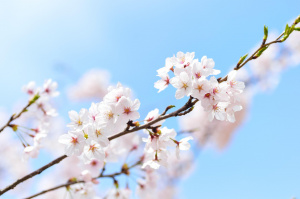 Kukassa oleva kirsikkapuun oksa. Kukat ovat valkoisia. Kirkkaan sininen taivas taustalla. 