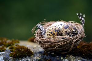 Linnupesä, jossa on kolme ruskeansävyistä munaa. Pesän reunalla on pieni höyhen.
