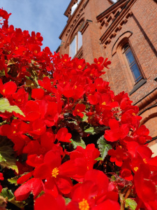 Sipoon kirkon edustalla olevat kirkkaan punaiset kukat, petuniat kukkivat loistavasti aurinkoisessa syyssäässä.