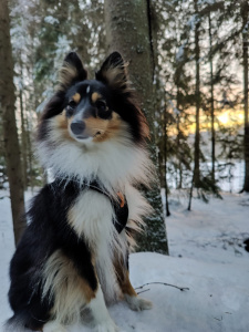 Koira istuu kivellä lumisessa metsässä ja taustalla laskee aurinko.