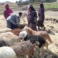 Lampaita ja etiopialaisia ihmisiä